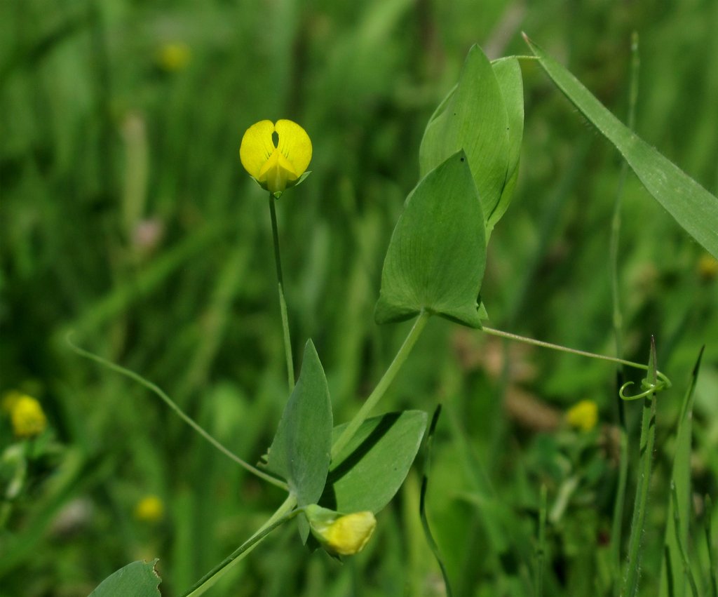 Lathyrus aphaca